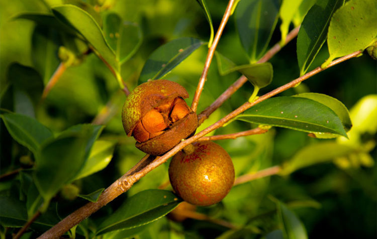 茶籽提取物 茶籽提取物
