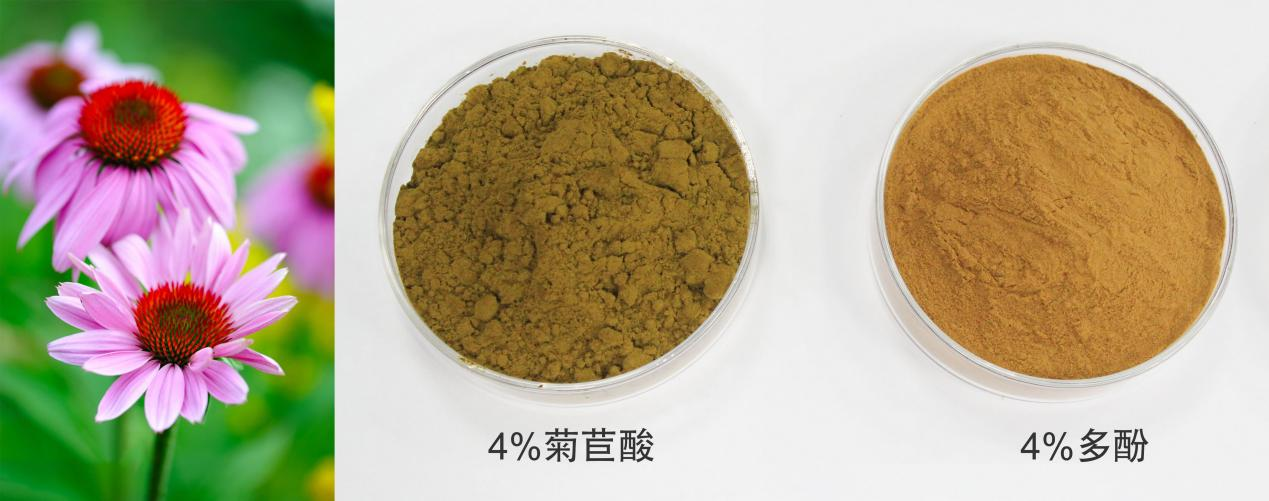 紫錐菊提取物 紫錐菊提取物