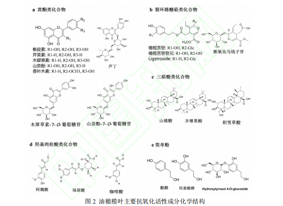油橄欖葉活性成分 油橄欖葉活性成分